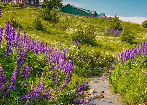 Kashmir Tour Package for 5 Days 4 Nights