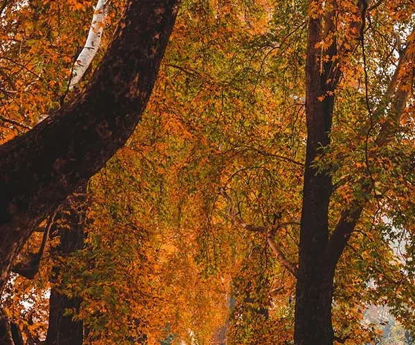 Kashmir Tour Package 7 Days 6 Nights