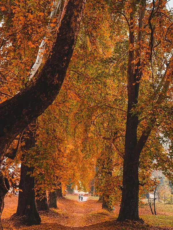 Kashmir Tour Package 7 Days 6 Nights