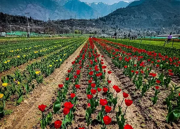 Kashmir 4D 3N