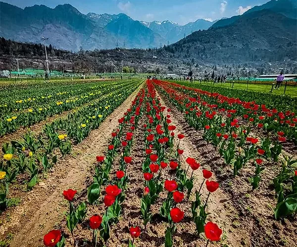 Kashmir 4D 3N